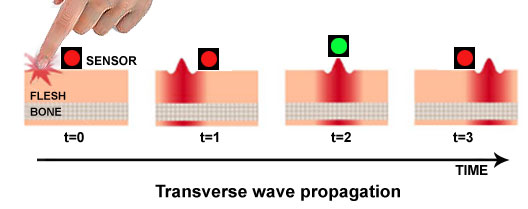 transverse wave propagation